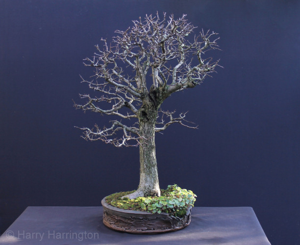 hawthorn bonsai
